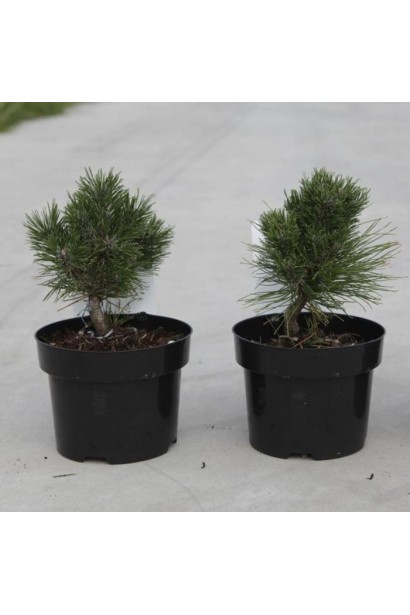 Два маленькі саджанці сосни Pinus mugo Heideperle у чорних горщиках, готові для посадки.